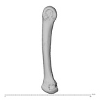 NH MER39 285 Piliocolobus preussi metacarpal second right ulnar