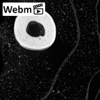 NH MER39 285 Piliocolobus preussi metacarpal second right ct stack movie