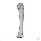 NH MER39 285 Piliocolobus preussi metacarpal third right radial