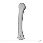 NH MER39 285 Piliocolobus preussi metacarpal third right ulnar