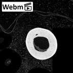 NH MER39 285 Piliocolobus preussi metacarpal third right ct stack movie