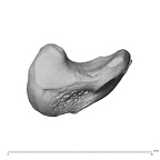 NH MER39 285 Piliocolobus preussi scaphoid right disto-radial