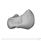 NH MER39 285 Piliocolobus preussi scaphoid right proximal