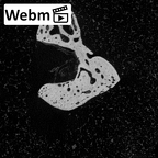 NH MER39 285 Piliocolobus preussi scaphoid right ct stack movie