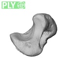 NH MER39 285 Piliocolobus preussi scaphoid right ply