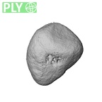 NH MER39 285 Piliocolobus preussi sesamoid hand ply