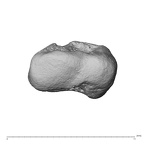 NH MER39 285 Piliocolobus preussi trapezium right proximal