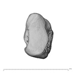 NH MER39 285 Piliocolobus preussi trapezium right ulnar