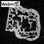 NH MER39 285 Piliocolobus preussi trapezium right ct stack movie