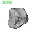 NH MER39 285 Piliocolobus preussi trapezium right ply