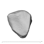 NH MER39 285 Piliocolobus preussi trapezoid right distal