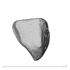 NH MER39 285 Piliocolobus preussi trapezoid right proximal
