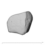NH MER39 285 Piliocolobus preussi trapezoid right radial