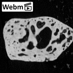 NH MER39 285 Piliocolobus preussi trapezoid right ct stack movie