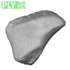 NH MER39 285 Piliocolobus preussi trapezoid right ply