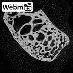 NH MER39 285 Piliocolobus preussi triquetrum right ct stack movie