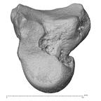 NH MER39 290 Piliocolobus preussi capitate right ulnar