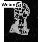 NH MER39 290 Piliocolobus preussi capitate right ct stack movie