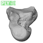 NH MER39 290 Piliocolobus preussi capitate right ply