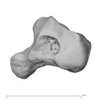 NH MER39 290 Piliocolobus preussi hamate right radial