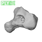 NH MER39 290 Piliocolobus preussi hamate right ply