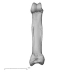 NH MER39 290 Piliocolobus preussi hand phalanx fifth proximal right palmar