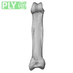 NH MER39 290 Piliocolobus preussi hand phalanx fifth proximal right ply