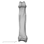 NH MER39 290 Piliocolobus preussi hand phalanx fourth proximal right palmar