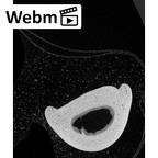 NH MER39 290 Piliocolobus preussi hand phalanx fourth proximal right ct stack movie