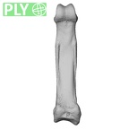 NH MER39 290 Piliocolobus preussi hand phalanx fourth proximal right ply