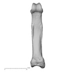 NH MER39 290 Piliocolobus preussi hand phalanx second proximal right palmar