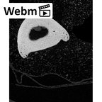 NH MER39 290 Piliocolobus preussi hand phalanx second proximal right ct stack movie