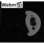 NH MER39 290 Piliocolobus preussi hand phalanx third middle right ct stack movie