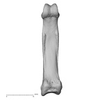 NH MER39 290 Piliocolobus preussi hand phalanx third proximal right palmar