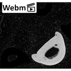 NH MER39 290 Piliocolobus preussi hand phalanx third proximal right ct stack movie
