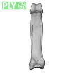 NH MER39 290 Piliocolobus preussi hand phalanx third proximal right ply