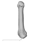 NH MER39 290 Piliocolobus preussi metacarpal first right palmar