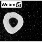 NH MER39 290 Piliocolobus preussi metacarpal first right ct stack movie