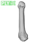 NH MER39 290 Piliocolobus preussi metacarpal first right ply