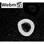 NH MER39 290 Piliocolobus preussi metacarpal fourth right ct stack movie