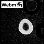 NH MER39 290 Piliocolobus preussi metacarpal second right ct stack movie