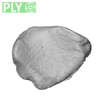 NH MER39 290 Piliocolobus preussi os centrale right ply