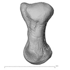 NH MER39 290 Piliocolobus preussi pisiform right radial