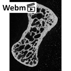 NH MER39 290 Piliocolobus preussi pisiform right ct stack movie