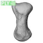 NH MER39 290 Piliocolobus preussi pisiform right ply