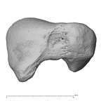 NH MER39 290 Piliocolobus preussi scaphoid right proximal