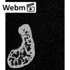 NH MER39 290 Piliocolobus preussi scaphoid right ct stack movie