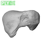 NH MER39 290 Piliocolobus preussi scaphoid right ply