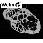 NH MER39 290 Piliocolobus preussi trapezium right ct stack movie