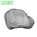 NH MER39 290 Piliocolobus preussi trapezium right ply